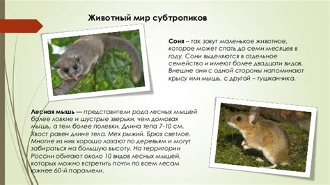 Угрозы и охрана животных субтропиков