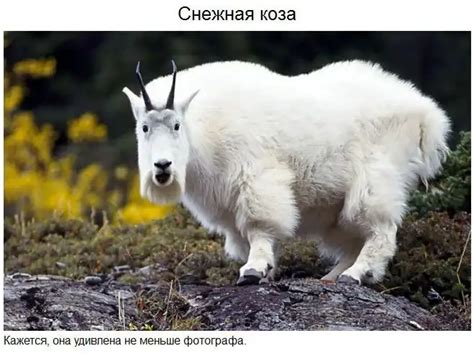 Удивительные обитатели Ольхона