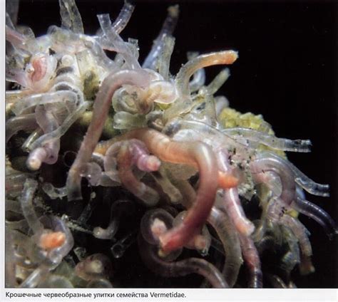 Уникальные палочкорожки семейства Vermetidae