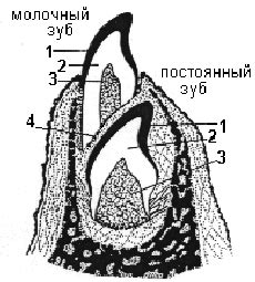 Формирование молочных зубов у тигра и льва