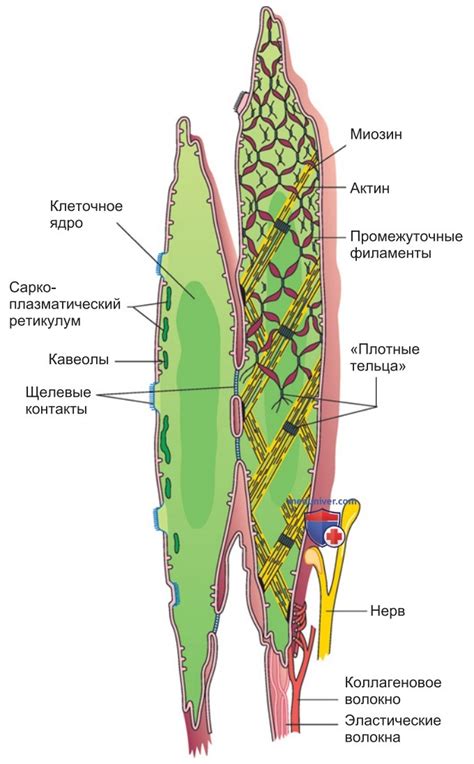 Функции гладкой мускулатуры