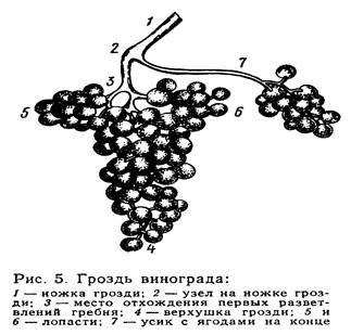 Химический состав и характеристики вин