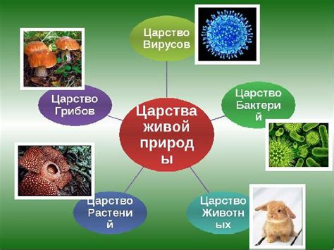 Царства живой природы