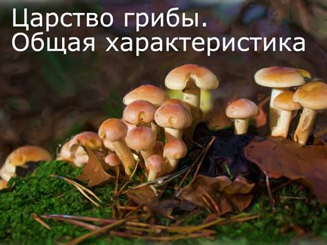 Царство грибов: примеры