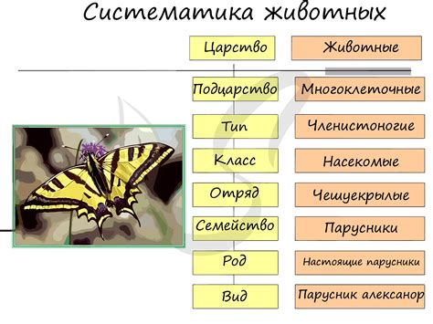 Царство животных: примеры