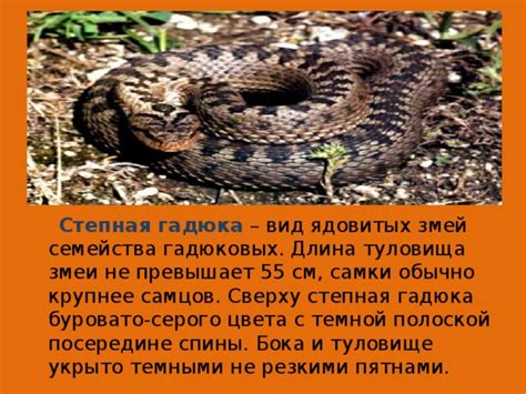 Четвертый вид: змей-гадюка
