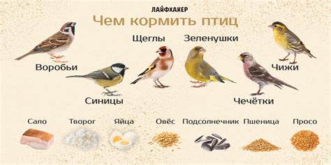 Чикилдики — довольно редкие птицы, которые питаются исключительно финиками