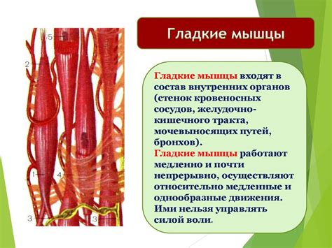 Что такое гладкая мускулатура