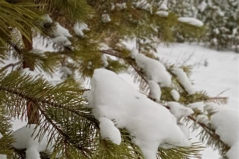 Январь – второй месяц зимы
