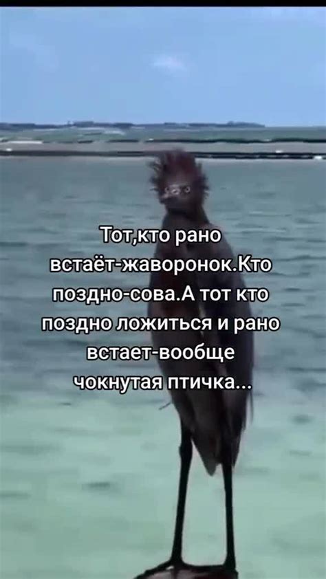  "Мы все тут чокнутые, я чокнутый, ты чокнутый"