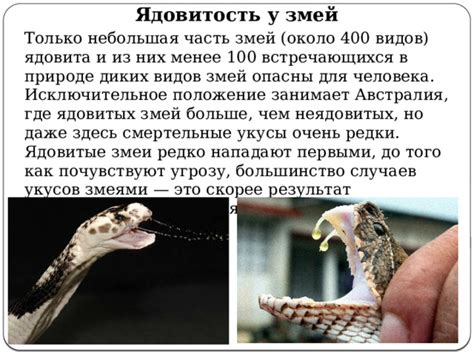  Особенности поведения змей 