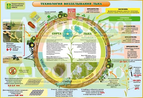  Популярные способы выращивания масличных культур 