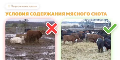  Условия содержания 