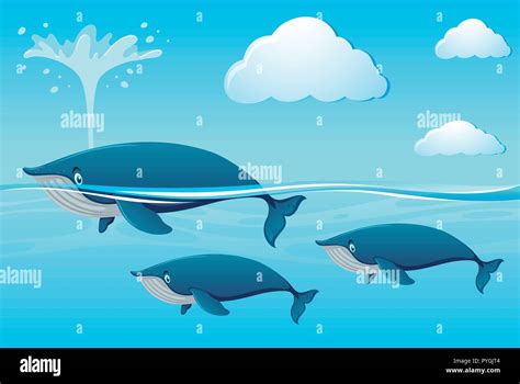 Three Whales Black