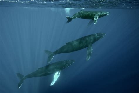 Three Whales Watson