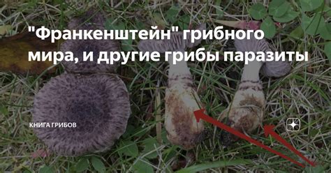 Особенности окружения мира грибного уголка, придающие неповторимость