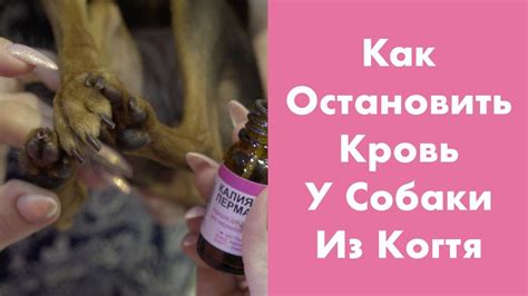 Алгоритмы помощи при кровотечении от пореза когтя у собаки