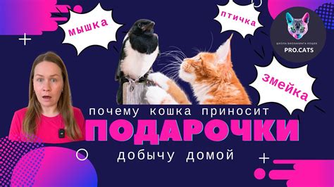 Важность сновидения, в котором кошка принесла вам добычу