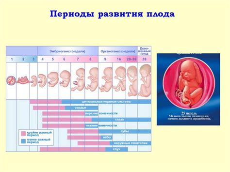 Влияние кардиоваскулярных нарушений на формирование плода в начале беременности