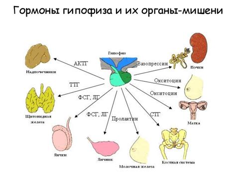 Влияние мио инозитола на гормональный баланс и функцию репродуктивной системы
