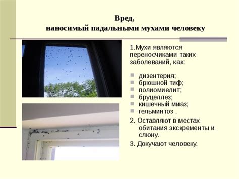 Вред, наносимый голубями при ломке окон