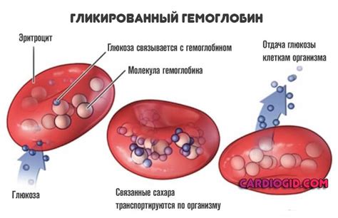 Гликированный гемоглобин: суть и значение