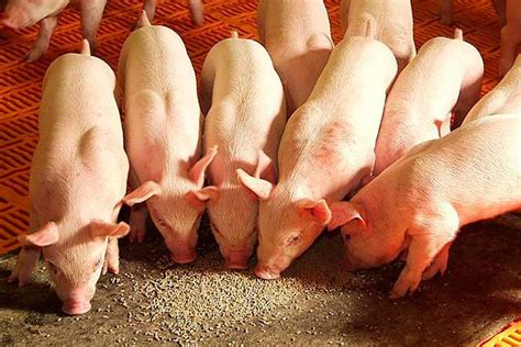 Значение грубого корма в рационе для быстрого прибавления веса у свиней