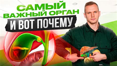 Значение нормального оттока желчи для здоровья и влияние на организм