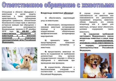 Значение ответственного обращения с питомцами для предотвращения распространения бешенства