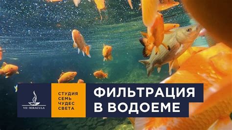 Значимость применения фильтрации в водоеме для барбусов