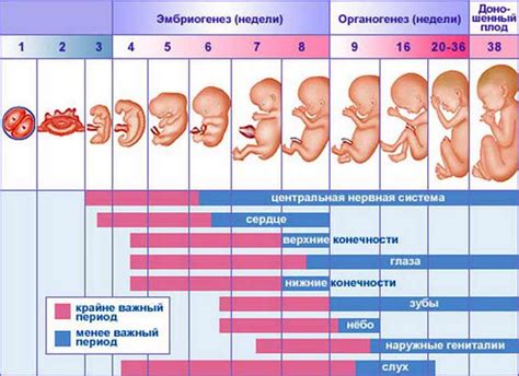 История становления и развития методов создания беременности без участия обоих родителей