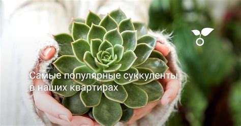 Как обеспечить оптимальные условия для донки и сохранить ее здоровье