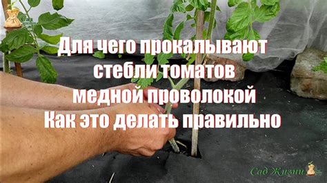 Как правильно очистить стебли