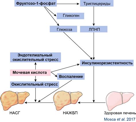 Медикаментозные подходы к увеличению содержания мочевой кислоты в организме женщин