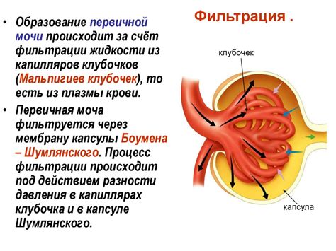 Методы диагностики нарушений работы фильтрации в почках
