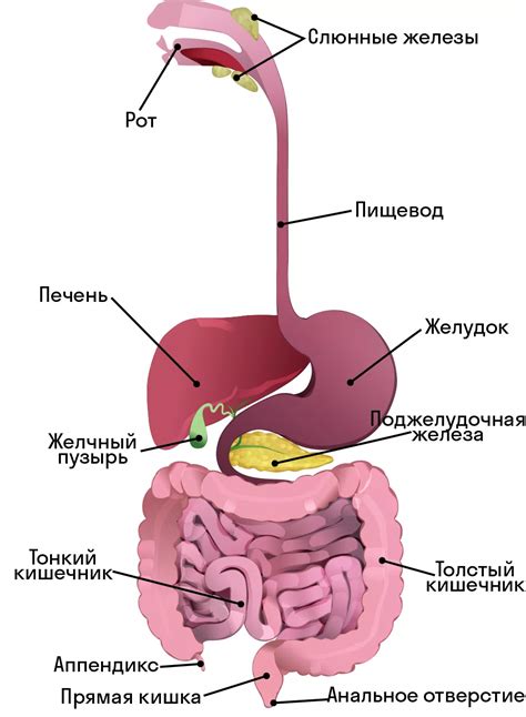 Нарушение абсорбции железа в пищеварительной системе