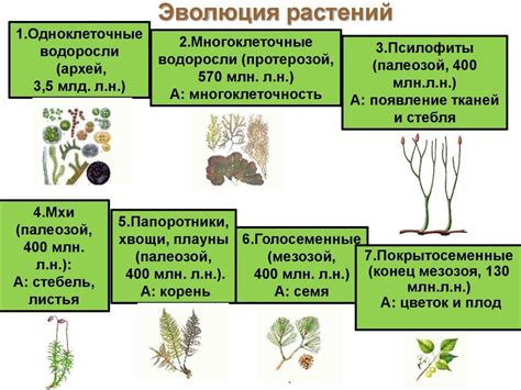 Новый прорыв в изучении растительного мира