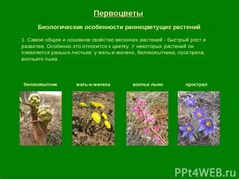 Обратите внимание на звуки и ароматы при поиске прекрасных весенних цветов
