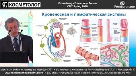 Описание препарата и его механизм действия