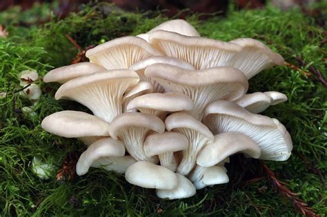 Определение и время сбора грибов вида Pleurotus Ostreatus