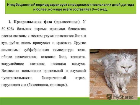 Определение и лечение болезни, вызываемой вирусом бешенства у домашних кошек