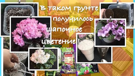 Оптимальная частота и объем полива для поддержания здоровья фиалок с помощью фитилей