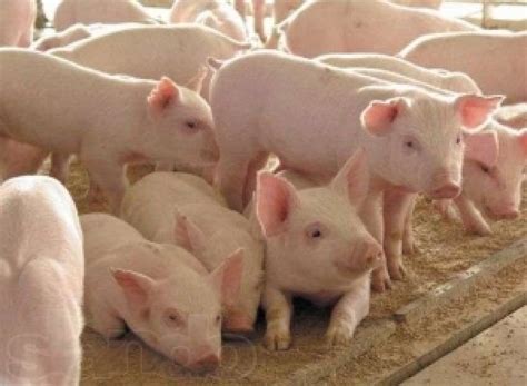 Оптимальный рацион для быстрого прироста массы у свиней