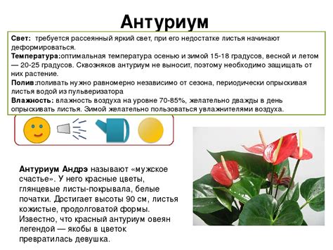 Освещение и выбор места для растения: важность для успешного развития