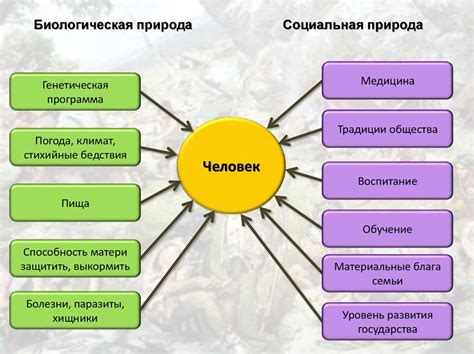 Основные признаки и проявления формирования связи плевры