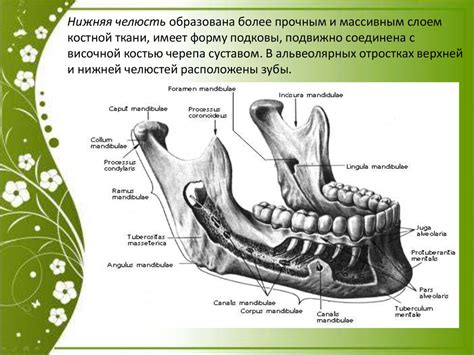 Особенности мужественной и выразительной челюсти