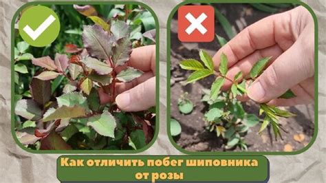 Отделение шиповника от розы безопасным методом: важные рекомендации