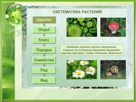 Представители семенных растений: разнообразие и классификация