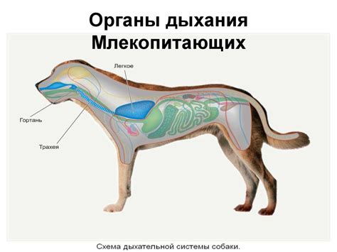 Предупреждение блокировки дыхательных путей у собаки