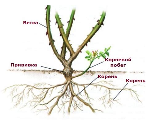 Примените деликатный подход к разъединению шиповника от розы